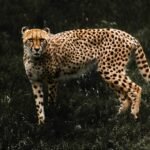 photo of a cheetah