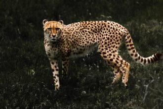 photo of a cheetah