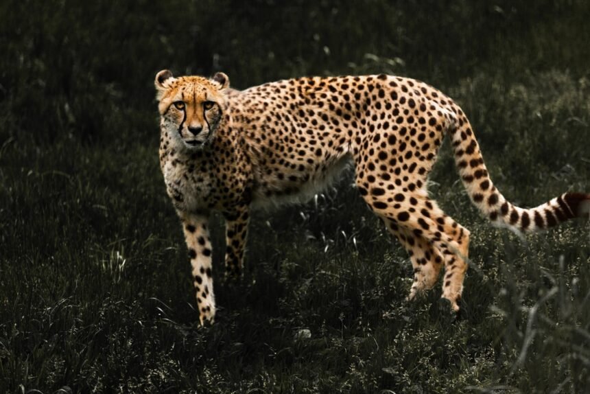 photo of a cheetah